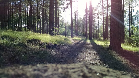 meio Ambiente, flora, folhagem, floresta, grama, panorama, sai, leve, natureza, ao ar livre, parque, caminho, pinho, rural, cenário, solo, arvores, madeiras, árvore, plantar, terra, crescimento, tranquilidade, luz solar, dia, beleza na natureza, ninguém, cena tranquila, estrada, direção, o caminho a seguir, tronco de árvore, tronco, scenics - natureza, trilha, 4K, CC0, domínio público, royalty free