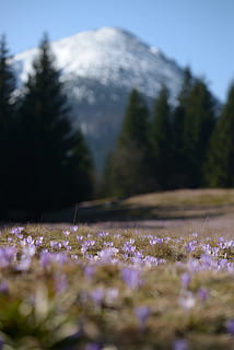 montagne, croco, primavera, prato, Tatry, polyana, natura, viola, paesaggio, fiore, fiori, giardino, Incremento, pianta, messa a fuoco selettiva, all'aperto, bellezza nella natura, pianta fiorita, crescita, terra, campo, freschezza, la tranquillità, nessuno, vulnerabilità, fragilità, giorno, scena tranquilla, avvicinamento, scenics - natura, albero, letto di fiori, 5K, CC0, dominio pubblico, privo di copyright