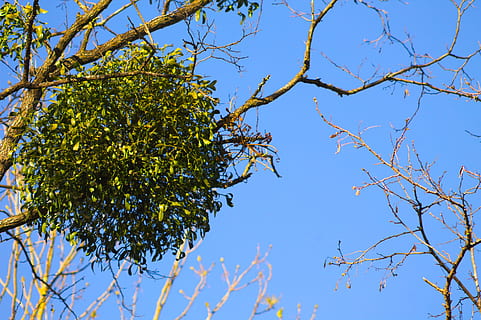 gui, naturalesa, arbre, paràsit, fulles, primavera, blau, creixement, branca, cel clar, planta, cel, vista d’angle baix, bellesa a la natura, dia, cap gent, tranquil·litat, a l'aire lliure, color verd, llum solar, part de la planta, full, escenics - natura, tardor, copa de l'arbre, 4K, CC0, domini públic, lliure de regalies
