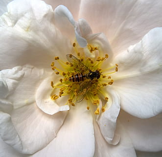 hmyz, hoverfly, květ, stojící moucha, schwirrfliege, létat, pyl, zavřít, Příroda, opylování, makro, letní, růže, weis, včela, okvětní lístek, květu hlavy, bílá barva, křehkost, kvetoucí rostlina, zranitelnost, rostlina, krása v přírodě, svěžest, květenství, růst, detail, nikdo, botanika, tyčinka, venku, jaro, měkkost, 2K, CC0, veřejná doména, bez autorských práv