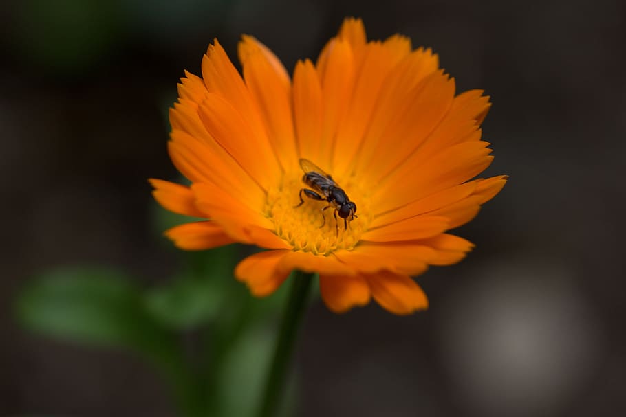 ผึ้ง, ดอกไม้, ดาวเรือง, ส้ม, Insecta, เรณู, สวน, กลีบดอก, กลีบดอกไม้, ธรรมชาติ, ปลูก, ใกล้ชิด, สัตว์หนึ่งตัว, ไม้ดอก, สัตว์ที่ไม่มีกระดูกสันหลัง, ธีมสัตว์, สัตว์ป่า, แมลง, สัตว์, ความบอบบาง, หัวดอกไม้, สัตว์ในป่า, ความสด, ความงามในธรรมชาติ, ความอ่อนแอ, ช่อดอก, สีส้ม, การเจริญเติบโต, การผสมเกสรดอกไม้, ไม่มีคน, 5K