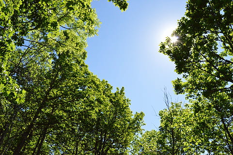 albero, foresta, luce del sole, solare, Svezia, blu, verde, all'aperto, magnificamente, natura, pianta, cielo, Inquadratura dal basso, crescita, bellezza nella natura, colore verde, la tranquillità, giorno, nessuno, cielo sereno, ramo, soleggiato, scena tranquilla, scenics - natura, baldacchino di albero, direttamente sotto, alto, 2K, CC0, dominio pubblico, privo di copyright
