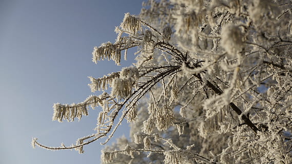 puu, talvi-, jää, lumi, taivas, sininen, puun lehti, lehdet, valkoinen, kristalli, halla, kylmä, kasvi, luonto, uinuva, lepää, oksa, haara, aurinko, auringonvalo, hedelmä, siemen, ei ihmisiä, kylmä lämpötila, päivä, lähikuva, keskittyä etualalle, ulkona, kauneus luonnossa, jäädytetty, tyyneys, matala kulma, valikoiva tarkennus, 5K, CC0, public domain, rojaltivapaa
