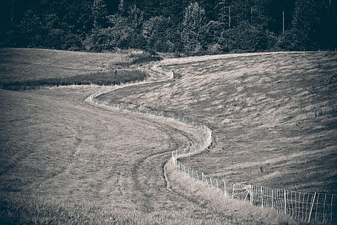 paisaje, campo, naturaleza, campos, cultivable, prado, visión, verano, amplio, distante, colina, estado animico, cerca, herida, lejos, camino, blanco negro, en blanco y negro, arboles, foto en blanco y negro, sepia blanco y negro, árbol, planta, nadie, tierra, día, curva, tranquilidad, ambiente, escena no urbana, escena tranquila, al aire libre, la carretera, belleza en la naturaleza, paisajes - naturaleza, el camino a seguir, transporte, dirección, bosque, 4K, CC0, dominio público, libre de derechos