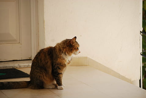 cat, tabby, outside, mammal, one animal, animal themes, animal, pets, domestic, domestic animals, feline, vertebrate, domestic cat, sitting, no people, looking away, looking, side view, wall - building feature, flooring, day, relaxation, whisker, 4K, CC0, public domain, royalty free