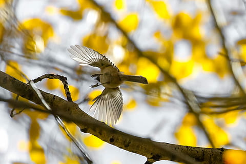 uccello marrone che vola, uccello, albero, ramo, foglia, Ali, piume, brid, ala, volo, giallo, fauna selvatica, temi animali, animale, animali allo stato selvatico, pianta, bellezza nella natura, vertebrato, natura, nessuno, un animale, concentrarsi sulle conoscenze acquisite, giorno, fragilità, avvicinamento, appollaiati, vulnerabilità, all'aperto, 5K, CC0, dominio pubblico, privo di copyright