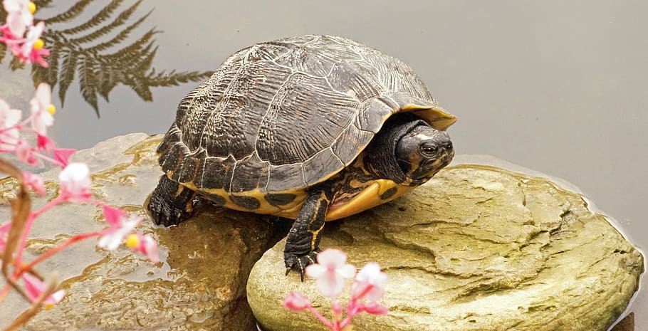 pedra, panzer, tortuga d'aigua, tortuga, estany, criatura d’aigua, a l'estany, blindat, un animal, closca de tortuga, rèptil, temes d'animals, fauna animal, animal, animals a la natura, vertebrats, aigua, naturalesa, shell, cap gent, primer pla, closca d’animals, mar, a l'aire lliure, la vida marina, marí, 5K