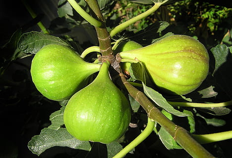 fig, arbre, fruita, creixent, planta, collita, color verd, menjar, menjar i beguda, alimentació saludable, frescor, creixement, benestar, primer pla, cap gent, part de la planta, full, naturalesa, bellesa a la natura, vegetals, dia, centrar-se en primer pla, a l'aire lliure, madur, 1080P, CC0, domini públic, lliure de regalies