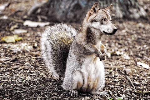 untitled, wolf, samengesteld, beeldoverlay, eekhoorn, fantasie, één dier, dier, dierlijke thema's, zoogdier, gewerveld, veld-, land-, dieren in het wild, dierenleven, geen mensen, natuur, huiselijk, focus op de voorgrond, op zoek, huisdieren, dag, ontspanning, zonlicht, hoektand, detailopname, 1080P, CC0, publiek domein, royaltyvrij