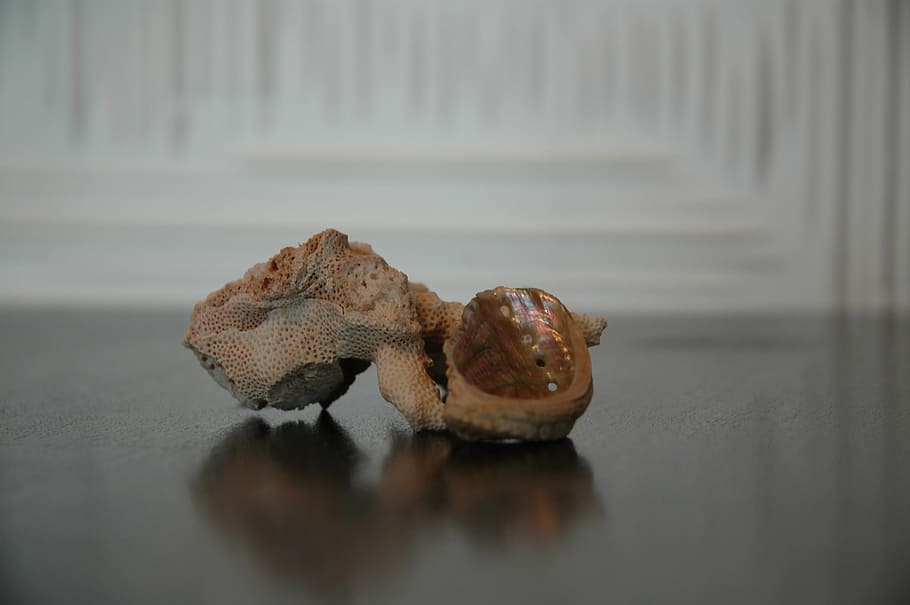 shell, cloïssa, marisc, imatge bonica, cap gent, primer pla, marró, reflexió, animal, enfocament selectiu, temes d'animals, dia, a l'interior, natura morta, material de fusta, taula, naturalesa, fauna animal, centrar-se en primer pla, un animal, animals a la natura, sòls, 2K