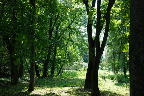 podlaski, průlom, Chyba, les, Příroda, strom, venku, list, letní, zelená barva, slunečního světla, krajina, rostlina, přistát, krása v přírodě, růst, klid, kmen stromu, kufr, klidné scény, den, nikdo, scenics - příroda, mimoměstské scény, životní prostředí, bambus - rostlina, 4K, CC0, veřejná doména, bez autorských práv