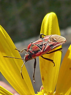error, insecte, vermell, libar, margarida, flor groga, groc, temes d'animals, un animal, animals a la natura, fauna animal, animal, invertebrat, flor, primer pla, planta amb flors, planta, bellesa a la natura, dia, naturalesa, cap gent, centrar-se en primer pla, creixement, a l'aire lliure, pètal, ala dels animals, cap de flor, papallona - insecte, polinització, 2K, CC0, domini públic, lliure de regalies