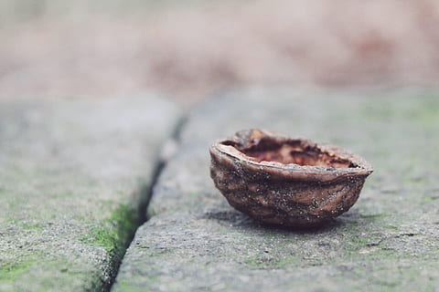 Nutshell, Stone, Deco, Decoration, garden, close, background, nature, wall, brown, food and drink, selective focus, no people, close-up, food, day, plant, dry, outdoors, textured, healthy eating, still life, single object, nut, freshness, wellbeing, nut - food, falling, surface level, natural condition, 1080P, CC0, public domain, royalty free