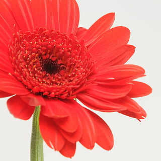 gerbera, zárodky, květ, jaro, náklonnost, vůně, romantický, Valentýn, Červené, kvetoucí rostlina, okvětní lístek, svěžest, krása v přírodě, rostlina, květenství, květu hlavy, křehkost, detail, zranitelnost, pyl, studio shot, gerbera sedmikráska, růst, Příroda, bílé pozadí, nikdo, sepal, 720P, CC0, veřejná doména, bez autorských práv