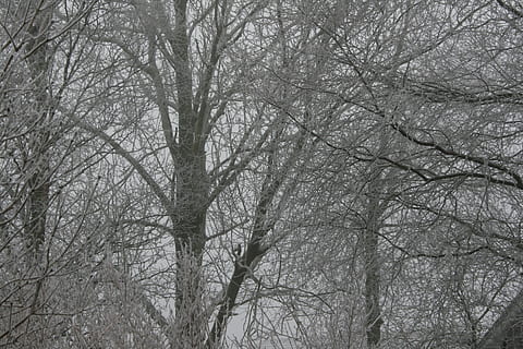 zima, drzewa, zimno, lód, szron, zimowy, drzewa, nagie drzewo, zimna temperatura, śnieg, Oddział, drzewo, roślina, spokój, żadnych ludzi, las, wylądować, pełna ramka, Natura, dzień, tła, niski kąt widzenia, piękno natury, bagażnik samochodowy, na dworze, pnia drzewa, lesisty teren, Korona drzewa, 4K, CC0, domena publiczna, darmowe zdjęcia