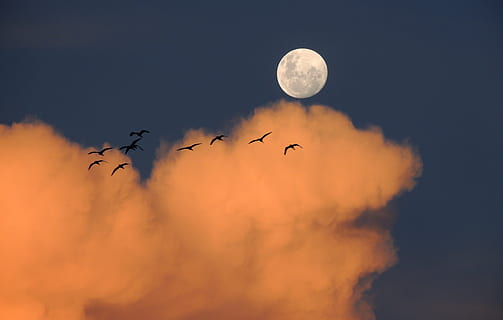 gregge, uccello, volante, tramonto, uccelli, cielo, Luna piena, Luna, nuvole, giorno, del giorno, animali allo stato selvatico, fauna selvatica, Stormo di uccelli, nuvola - cielo, temi animali, animale, vertebrato, gruppo di animali, silhouette, bellezza nella natura, natura, nessuno, scenics - natura, all'aperto, grande gruppo di animali, notte, luna planetaria, 4K