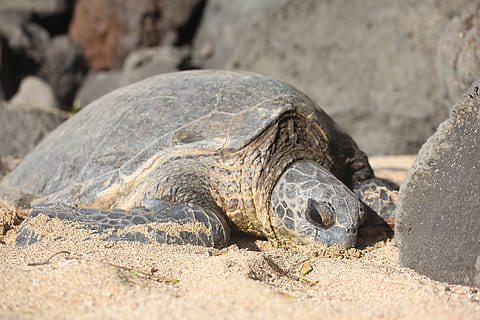 tortuga, platja, sorra, rèptil, fauna animal, temes d'animals, animal, animals a la natura, un animal, vertebrats, naturalesa, terra, cap gent, primer pla, closca de tortuga, dia, a l'aire lliure, shell, centrar-se en primer pla, marí, 5K, CC0, domini públic, lliure de regalies