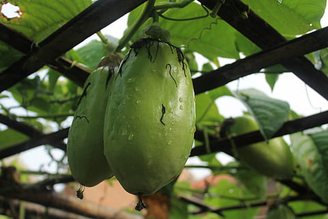 passiflora quadrangularis, vaisiai, šviežias, Maistas ir gėrimai, sveika mityba, maisto, augalų, žalia spalva, medis, augimą, sutelkti dėmesį į naujas žinias, gerovę, Iš arti, papajos, pobūdį, nėra žmonių, šviežumas, kabantis, dieną, lapai, augalų dalis, žemas kampo vaizdas, lauke, subrendęs, plantacija, 4K, CC0, Viešasis domenas, nemokamai