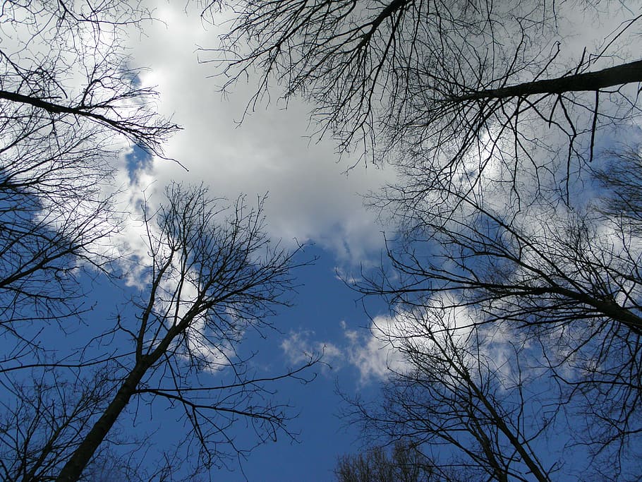 alberi, estetico, cielo, nuvole, blu, natura, foresta, primavera, albero, ramo, all'aperto, pianta, Inquadratura dal basso, albero nudo, nessuno, la tranquillità, nuvola - cielo, bellezza nella natura, silhouette, giorno, scena tranquilla, scenics - natura, crescita, idilliaco, direttamente sotto, baldacchino di albero, 4K