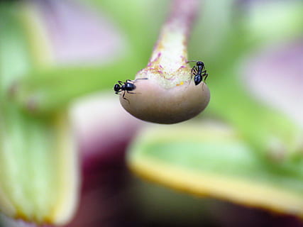 insects, ants, tiny, macro, flower, wildlife, animal themes, animal, animal wildlife, one animal, animals in the wild, invertebrate, insect, close-up, no people, selective focus, day, focus on foreground, nature, outdoors, reptile, ladybug, beetle, plant, green color, animal body part, 4K, CC0, public domain, royalty free