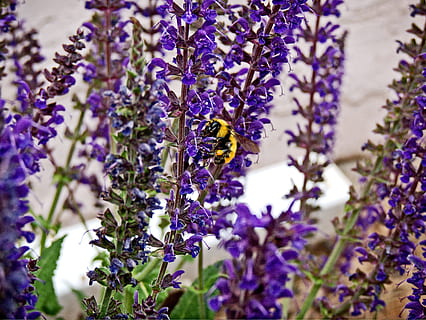 Abellot, abella, espígol, nèctar, a l'aire lliure, florint, fragància, insecte, primavera, mel d'abella, estiu, flors silvestres, color, fora, naturalesa, bumble bee, Vespa, flors, jardí, porpra, color lavanda, flor, blau, planta, herba medicinal, perfumat, herba, primer pla, aromateràpia, provence-alpes-côte d'azur, creixement, planta amb flors, bellesa a la natura, vulnerabilitat, fragilitat, invertebrat, animal, temes d'animals, un animal, frescor, pètal, animals a la natura, fauna animal, cap de flor, cap gent, polinització, pol·len, 2K, CC0, domini públic, lliure de regalies