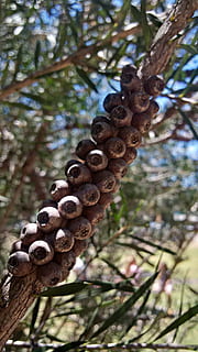natura, nativo, albero, estate, noccioline, ramoscello, ramo, flora, piante, pianta, concentrarsi sulle conoscenze acquisite, nessuno, giorno, Inquadratura dal basso, avvicinamento, crescita, pigna, bellezza nella natura, all'aperto, terra, la tranquillità, foresta, cibo, modello, Marrone, Pino, albero di conifere, 2K, CC0, dominio pubblico, privo di copyright