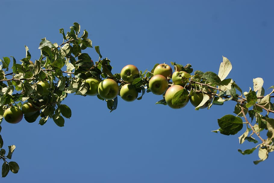pomera, fruita, poma, arbre, verd, fulles, geerntet, branca, saludable, jardí, frisch, cel, superior, naturalesa, full, color verd, planta, blau, agricultura, a l'aire lliure, creixement, estiu, menjar, menjar i beguda, alimentació saludable, part de la planta, cel clar, frescor, benestar, vista d’angle baix, arbre fruiter, cap gent, dia, madur, 4K