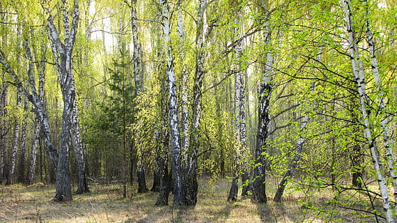 Frühling, Wald, Hain, Baum, Pflanze, Land, Baumstamm, Wachstum, Ruhe, Kofferraum, Schönheit in der Natur, ruhige Szene, Natur, Nicht-städtische Szene, Szenen - Natur, grüne Farbe, keine Leute, Umgebung, Tag, Landschaft, idyllisch, draußen, Bambuspflanze, 2K, CC0, gemeinfrei, lizenzfrei