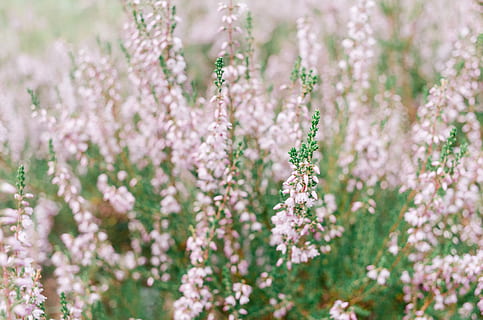 bruc, naturalesa, flor, planta, cap de flor, primavera, estiu, a l'aire lliure, primer pla, bellesa a la natura, cap gent, frescor, fons, color rosa, creixement, fragilitat, planta amb flors, vulnerabilitat, enfocament selectiu, marc complet, dia, pètal, terra, porpra, suavitat, llit de flors, jardí ornamental, 2K, CC0, domini públic, lliure de regalies