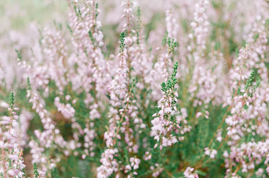 bruc, naturalesa, flor, planta, cap de flor, primavera, estiu, a l'aire lliure, primer pla, bellesa a la natura, cap gent, frescor, fons, color rosa, creixement, fragilitat, planta amb flors, vulnerabilitat, enfocament selectiu, marc complet, dia, pètal, terra, porpra, suavitat, llit de flors, jardí ornamental, 2K