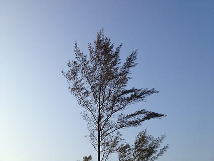 albero, vento, rami, natura, cielo, blu, all'aperto, foresta, ramo, cielo sereno, Pino, nessuno, giorno, pianta, bellezza nella natura, crescita, Inquadratura dal basso, la tranquillità, copia spazio, scenics - natura, scena tranquilla, scena non urbana, luce del sole, cima dell'albero, 2K, CC0, dominio pubblico, privo di copyright