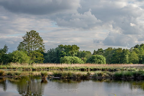 acque, natura, riflessione, fiume, albero, acqua, nuvola - cielo, pianta, cielo, scenics - natura, bellezza nella natura, lago, la tranquillità, nessuno, scena tranquilla, scena non urbana, ambiente, crescita, giorno, foresta, all'aperto, 5K, CC0, dominio pubblico, privo di copyright