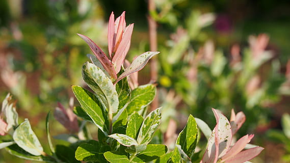 Weide, Laub, Frühling, Baum, Natur, Pflanze, Zweig, Pflanzenteil, Blatt, Nahansicht, Wachstum, Schönheit in der Natur, keine Leute, Blume, Frische, Fokus auf den Vordergrund, grüne Farbe, blühende Pflanze, Tag, draußen, Essen und Trinken, Zerbrechlichkeit, Lebensmittel, Verletzlichkeit, selektiver Fokus, Kraut, Blütenkopf, Gartenarbeit, 4K, CC0, gemeinfrei, lizenzfrei