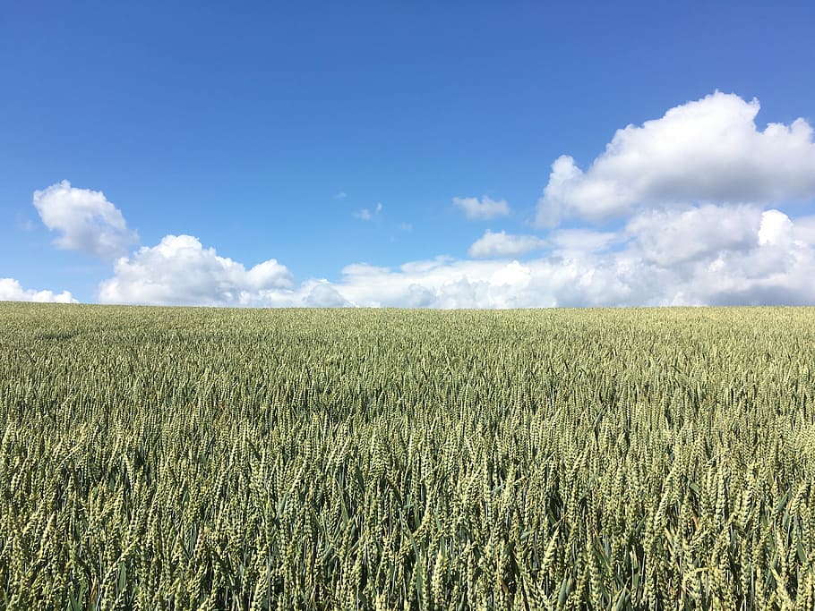 Feld, Wolken, Landschaft, Himmel, Sommer-, Getreide, Felder, Sommerhimmel, Landwirtschaft, wolke - himmel, Getreidepflanze, Bauernhof, Land, Ernte, ländliche Szene, Umgebung, Pflanze, Wachstum, Ruhe, ruhige Szene, Natur, Schönheit in der Natur, Blau, Horizont über Land, Szenen - Natur, Horizont, keine Leute, draußen, 4K