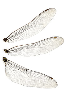 drei Insektenflügel, Fehler, Nahansicht, Libelle, fliegen, zerbrechlich, Insekt, isoliert, Textur, Weiß, Flügel, Fotomontage, Tier, Natur, Tierflügel, weißer Hintergrund, Studioaufnahme, wirbellos, ausgeschnitten, Tiere in freier Wildbahn, Tierthemen, drinnen, keine Leute, Tierwelt, natürliches Muster, Muster, Schönheit in der Natur, ein Tier, kopieren sie platz, 1080P, CC0, gemeinfrei, lizenzfrei