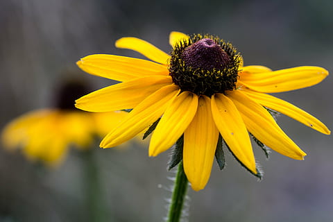 květ, sluneční klobouk, makro, žlutá, kvetoucí rostlina, svěžest, křehkost, zranitelnost, coneflower, květu hlavy, rostlina, okvětní lístek, detail, květenství, černooký susan, krása v přírodě, pyl, nikdo, růst, Příroda, venku, jaro, 4K, CC0, veřejná doména, bez autorských práv