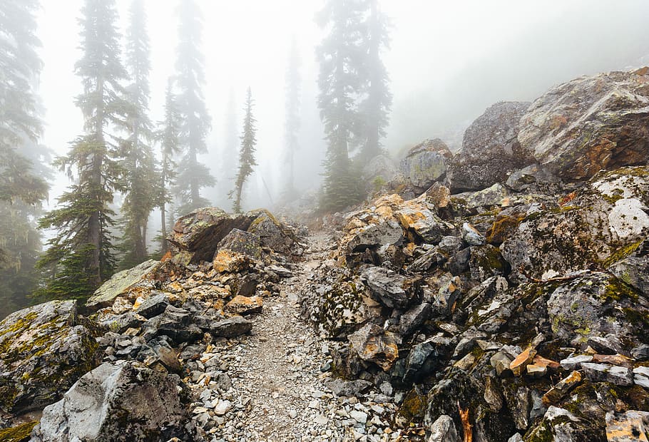 šedá, hnědý, Skála, pod, mlhy, stezka, cesta, Příroda, hora, strom, robustní, mlha, turistika, krajina, trek, wanderlust, pnw, Pacifický Severozápad, státu Washington, přistát, les, pevný, rock - objekt, krása v přírodě, scenics - příroda, rostlina, klid, životní prostředí, klidné scény, nikdo, den, jehličnatého stromu, mimoměstské scény, borovice, venku, borové lesy, 5K