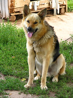 dog, security, animals, view, dogs, each, pets, the dog's eyes, views, sitting, the dog looks, snout, teeth, grass, devotion, one animal, canine, animal themes, domestic animals, mammal, animal, vertebrate, domestic, field, plant, land, day, sticking out tongue, nature, looking, no people, german shepherd, mouth open, panting, 2K, CC0, public domain, royalty free