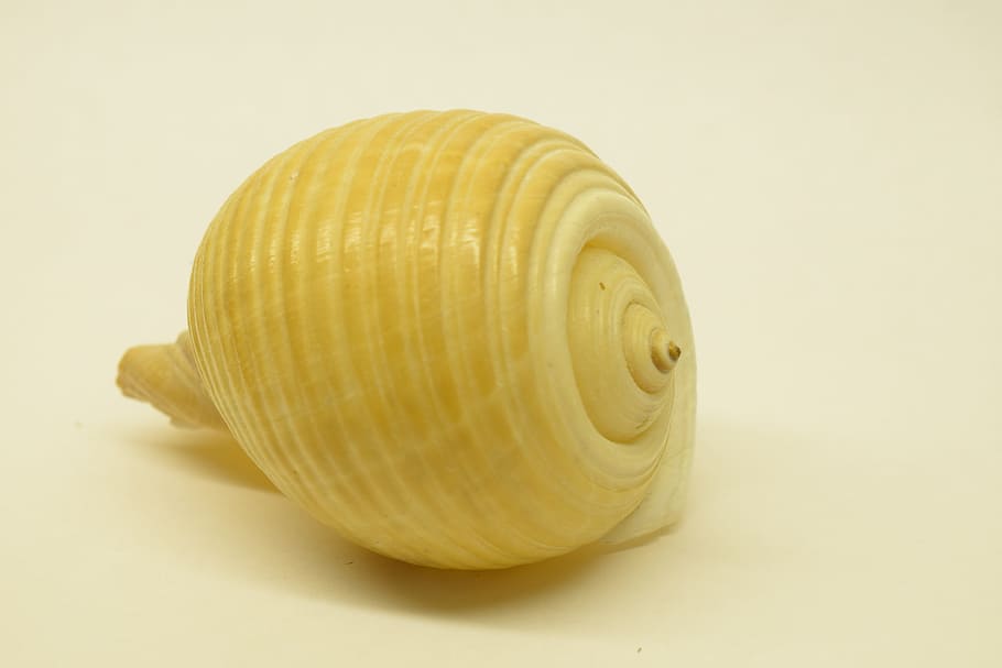 skal, tæt, spiralformet, uendelig, dyreskal, tæt på, enkelt objekt, makro, ingen mennesker, hav, studio skud, gul, hvid baggrund, dyreliv, dyr, indendørs, skåret ud, dyre temaer, mad og drikke, farvet baggrund, mad, sund kost, enkelhed, friskhed, velvære, 5K