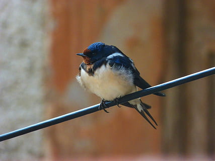 polykat, oreneta, kabel, hirundo rustica, obratlovců, zvířat, pták, zvíře, jednoho zvířete, prohlížení, zaměřit se na popředí, zvířata ve volné přírodě, nikdo, den, detail, venku, Příroda, kov, pěvec, plná délka, větvička, koukal, plot, 4K, CC0, veřejná doména, bez autorských práv