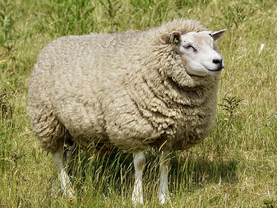 ovelles, llana, herba, relaxar, ovelles, llana, preocupacions, descans, dic, prat, Mar del nord, idil·li, naturalesa, deichschaf, agricultura, estiu, món animal, mastega el cud, humor, idíl·lic, verd, escènic, romàntic, cel, animal, paisatge, pastures, un animal, bestiar, temes d'animals, dia, a l'aire lliure, mamífer, animals domèstics, nacional, mascotes, camp, planta, terra, cap gent, de peu, vertebrats, vista lateral, herbívors, cap d’animals, 4K
