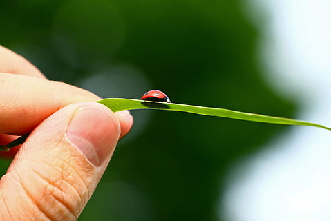 ladybug, sheet, nature, insect, macro, leaf, close-up, plant, animal, human hand, hand, human body part, holding, finger, human finger, plant part, focus on foreground, body part, red, people, green color, day, beauty in nature, outdoors, small, 2K, CC0, public domain, royalty free