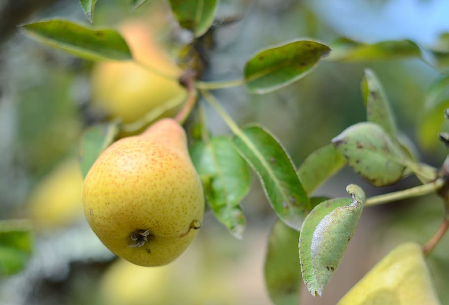 Fruta, naturaleza, hoja, comida, flora, Pera, orgánico, Fresco, sano, cosecha, alimentación saludable, comida y bebida, planta, de cerca, crecimiento, árbol, color verde, frescura, centrarse en primer plano, nadie, parte de la planta, día, agricultura, Árbol de frutas, bienestar, al aire libre, maduro, 4K