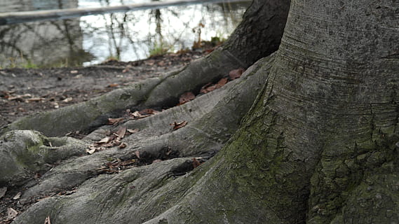 arrel de l’arbre, naturalesa, registre, escorça, arrel, arbre, vell, fusta, deformes, marró, cap gent, dia, bosc, a l'aire lliure, tronc de l'arbre, tronc, terra, planta, centrar-se en primer pla, primer pla, textura, tranquil·litat, creixement, material de fusta, aspre, medi ambient, 5K, CC0, domini públic, lliure de regalies