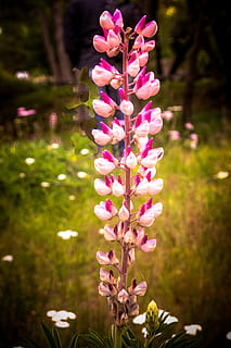 flor silvestre, flor, Marshall Lupin, floral, planta, natural, floración, pétalo, botánico, orgánico, vástago, botánica, hierba, agricultura, al aire libre, ambiente, hoja, horticultura, vegetación, planta floreciendo, vulnerabilidad, frescura, belleza en la naturaleza, fragilidad, color rosa, centrarse en primer plano, crecimiento, de cerca, nadie, naturaleza, púrpura, cabeza de flor, día, inflorescencia, primavera, 2K, CC0, dominio público, libre de derechos