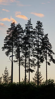 Silhouette, Bäume, Wolken, für eine Weile blau, Sommerabend, Natur, Landschaft, Baum, Pflanze, Himmel, Wachstum, Land, Schönheit in der Natur, Wald, ruhige Szene, keine Leute, Ruhe, Nicht-städtische Szene, Sonnenuntergang, Flachwinkelansicht, Szenen - Natur, große Höhe, draußen, wolke - himmel, Tag, Kiefer, Nadelbaum, 5K, CC0, gemeinfrei, lizenzfrei