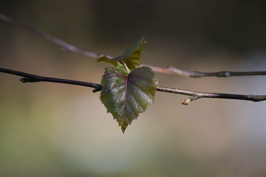 full, bedoll, naturalesa, arbre, finlandès, branques, primavera, trist, branca, primer pla, temporada, planta, a l'aire lliure, centrar-se en primer pla, part de la planta, cap gent, dia, bellesa a la natura, creixement, tija de la planta, cable, filferro espinós, seguretat, enfocament selectiu, tanca, fulles, 5K