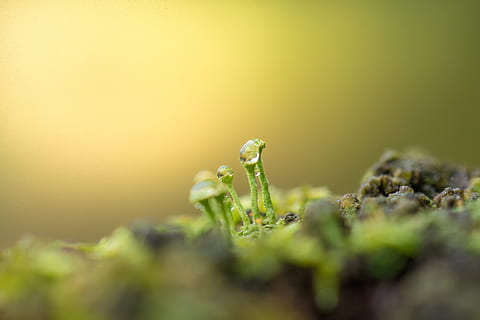 Moos, winzig, Makro, Makrofotografie, herbst datailaufnahme, Wald, selektiver Fokus, Nahansicht, Pflanze, keine Leute, grüne Farbe, Gemüse, Natur, Lebensmittel, Wachstum, Frische, kopieren sie platz, Schönheit in der Natur, Essen und Trinken, Anfänge, draußen, Gesundheitswesen und Medizin, extreme Nahaufnahme, Spargel, Umgebung, 5K, CC0, gemeinfrei, lizenzfrei