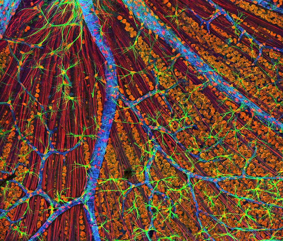 blau, verd, marró, resum, pintura, cèl · lules, microscopi electrònic, macro, tacat, retina del ratolí, capa de fibra òptica, fons, multicolor, patró, brillant, marc complet, ciència, biologia, ampliació, salut i medicina, cap gent, recerca, educació, color verd, creixement, color vibrant, primer pla, bioquímica, microbiologia, anatomia, vermell, biotecnologia, microscopi, complexitat, 2K