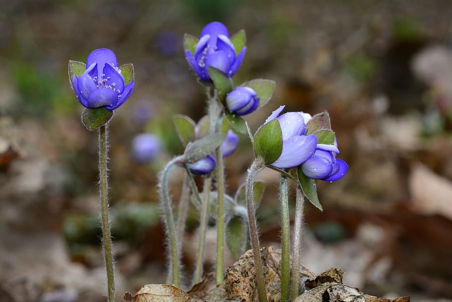 hepatica, blau, primavera, tancar, planta, flor blava, flor silvestre, floració primerenca, flor, naturalesa, planta amb flors, creixement, vulnerabilitat, fragilitat, bellesa a la natura, frescor, primer pla, porpra, inflorescència, cap de flor, centrar-se en primer pla, pètal, cap gent, terra, dia, tija de la planta, botànica, a l'aire lliure, iris, iris - planta, 5K